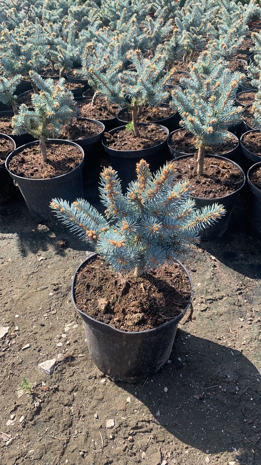 Ель колючая Глаука Глобоза